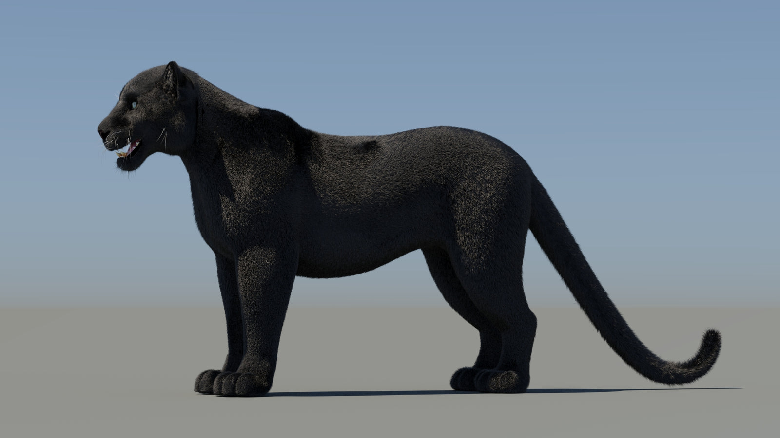 Animated Black Panther 3D Model Fur 360° view 1 frame 30
