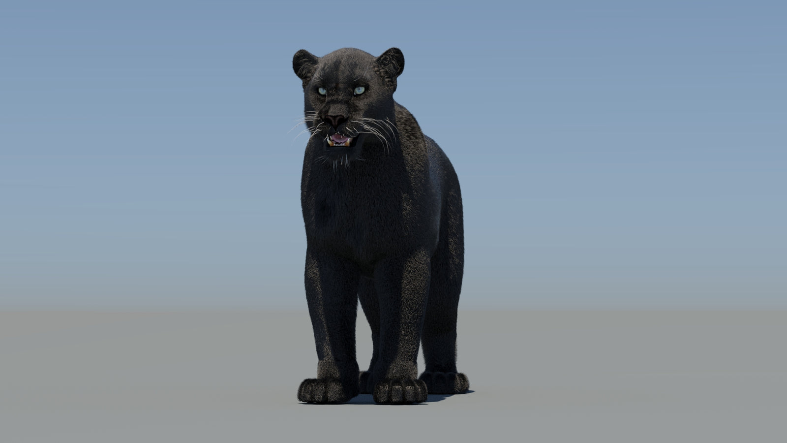 Animated Black Panther 3D Model Fur 360° view 1 frame 36