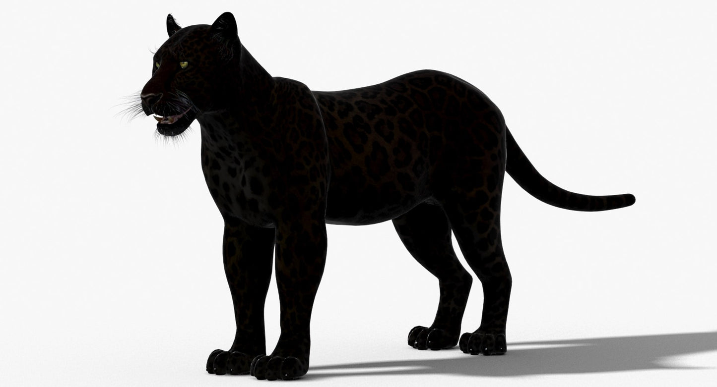 Big Cats 3D Model