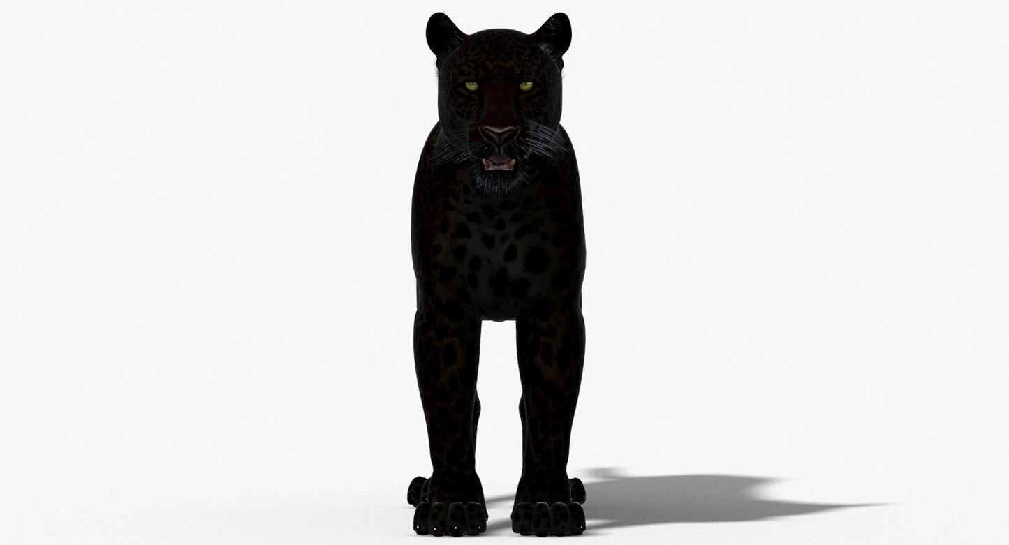 Big Cats 3D Model