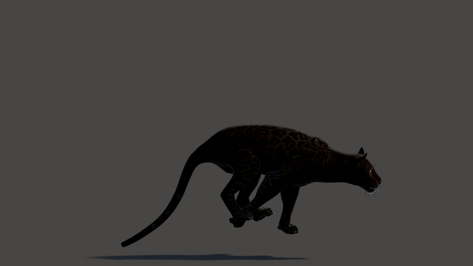 Animated Black Panther Animal 3D Model 360° view 3 frame 24