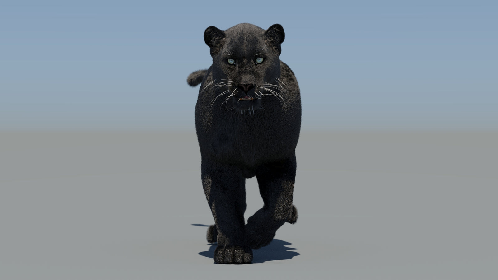 Animated Black Panther 3D Model Fur 360° view 5 frame 11