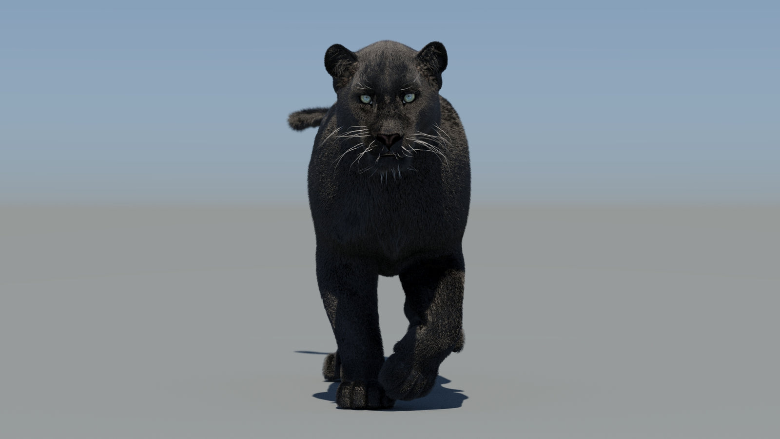 Animated Black Panther 3D Model Fur 360° view 5 frame 13