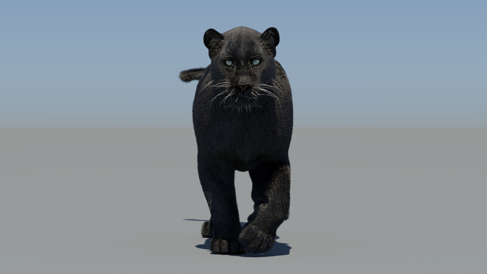 Animated Black Panther 3D Model Fur 360° view 5 frame 14