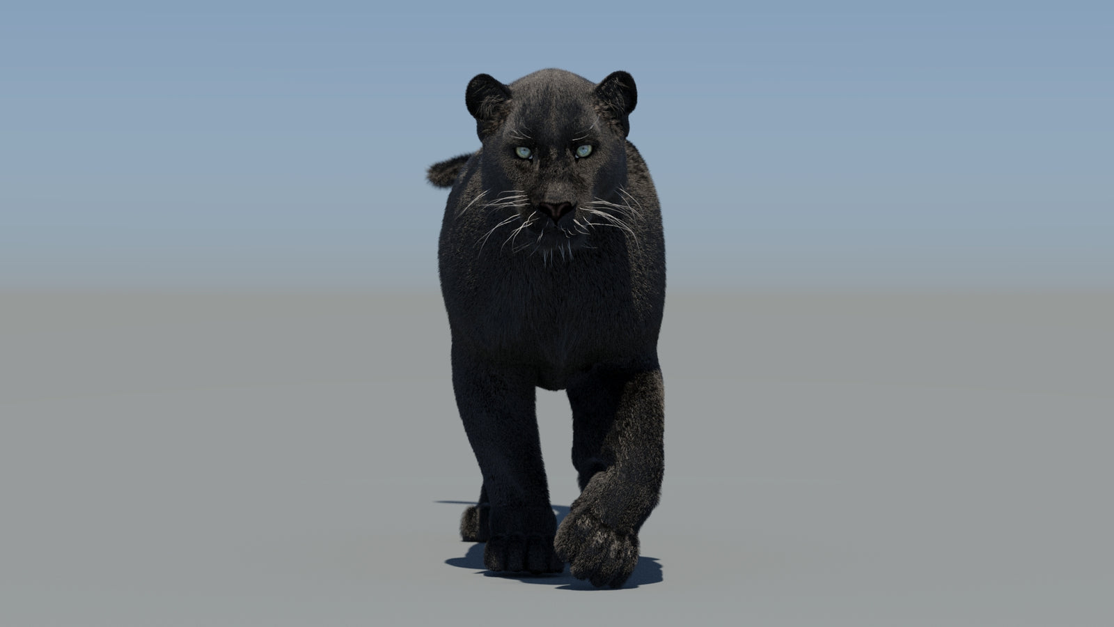 Animated Black Panther 3D Model Fur 360° view 5 frame 16
