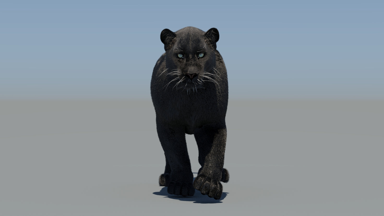Animated Black Panther 3D Model Fur 360° view 5 frame 18