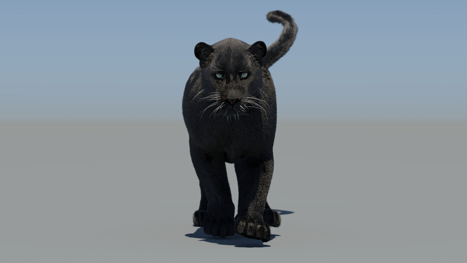 Animated Black Panther 3D Model Fur 360° view 5 frame 21