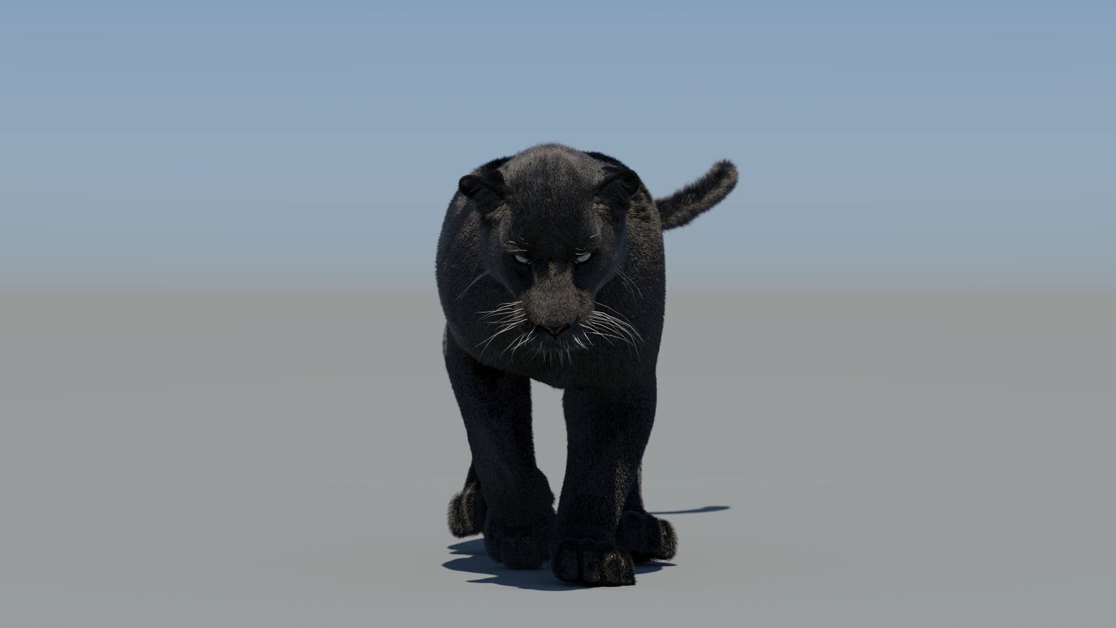 Animated Black Panther 3D Model Fur 360° view 5 frame 30