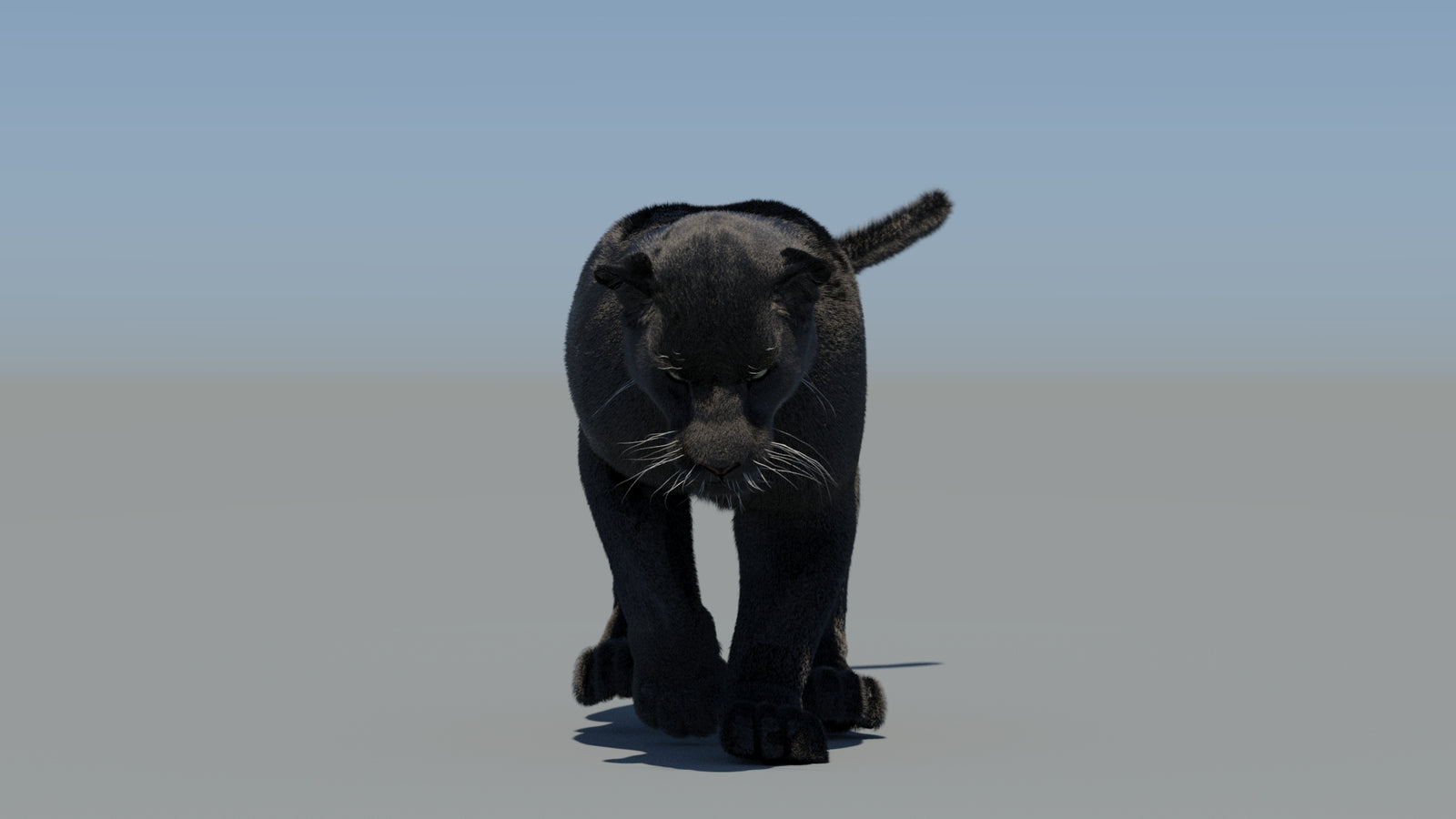 Animated Black Panther 3D Model Fur 360° view 5 frame 34