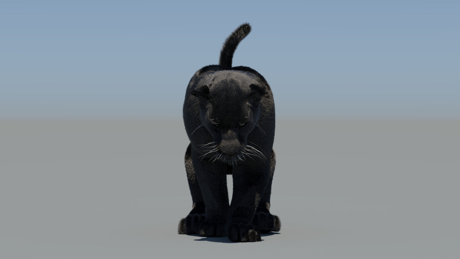 Animated Black Panther 3D Model Fur 360° view 5 frame 43