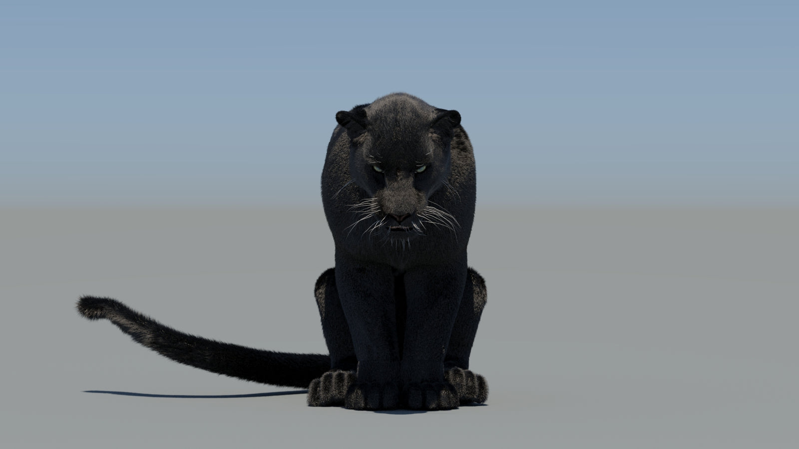 Animated Black Panther 3D Model Fur 360° view 5 frame 59