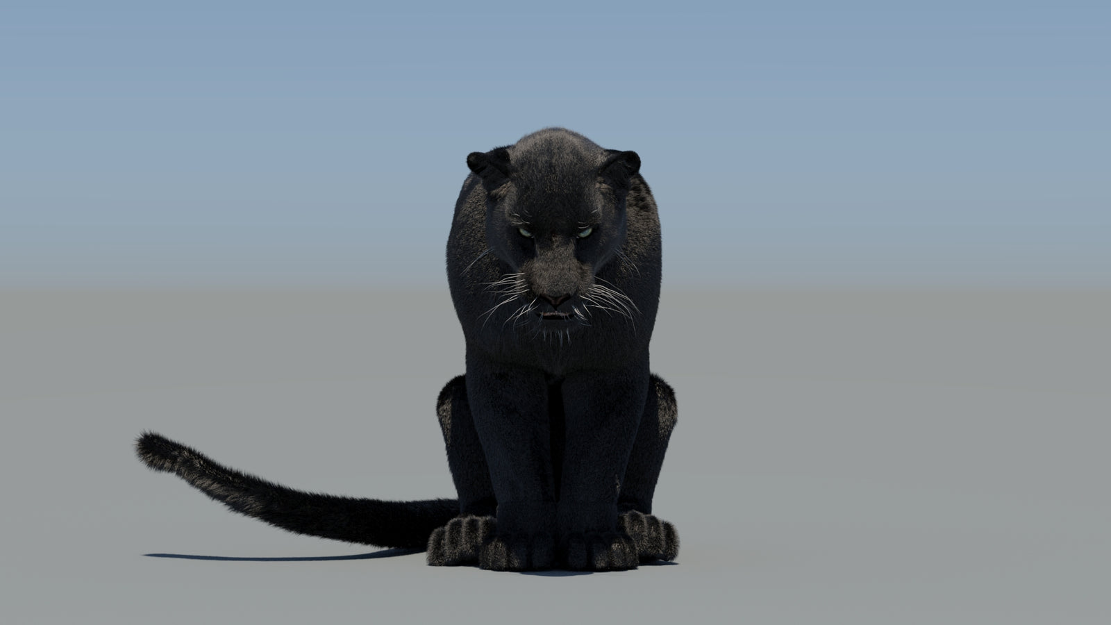 Animated Black Panther 3D Model Fur 360° view 5 frame 61