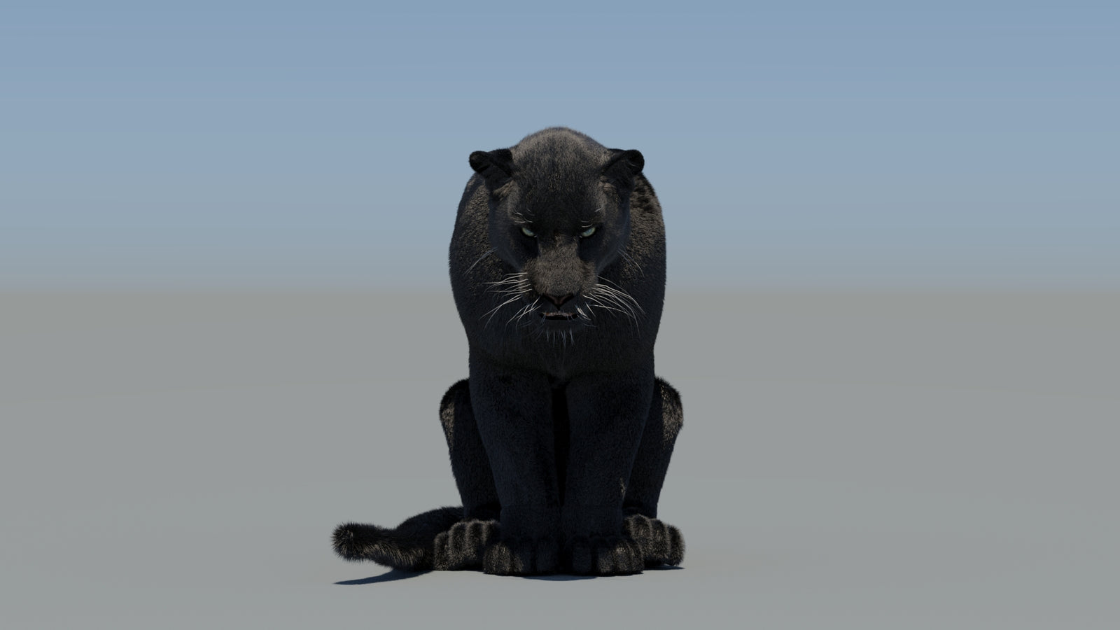 Animated Black Panther 3D Model Fur 360° view 5 frame 69