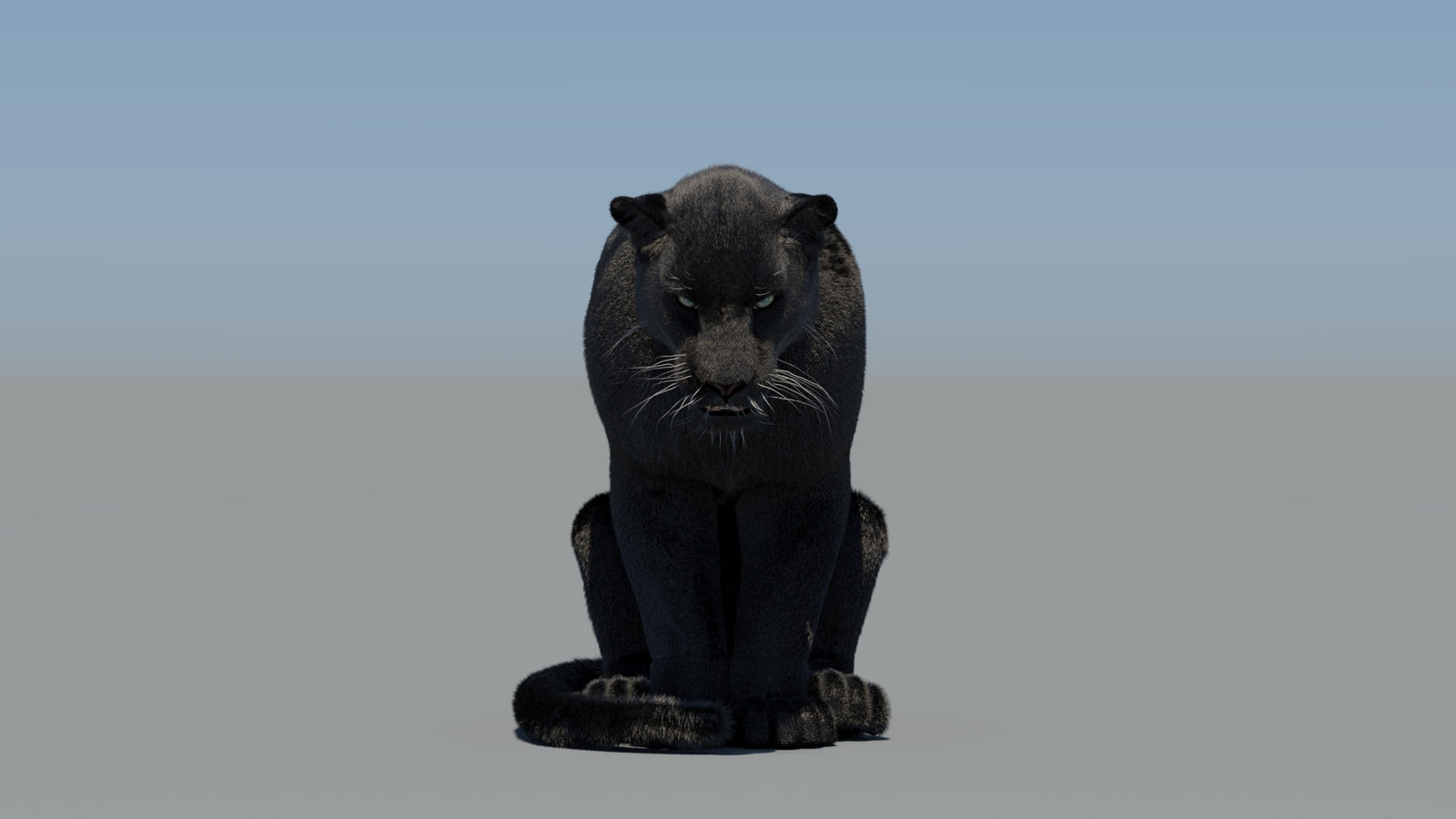 Animated Black Panther 3D Model Fur 360° view 5 frame 72