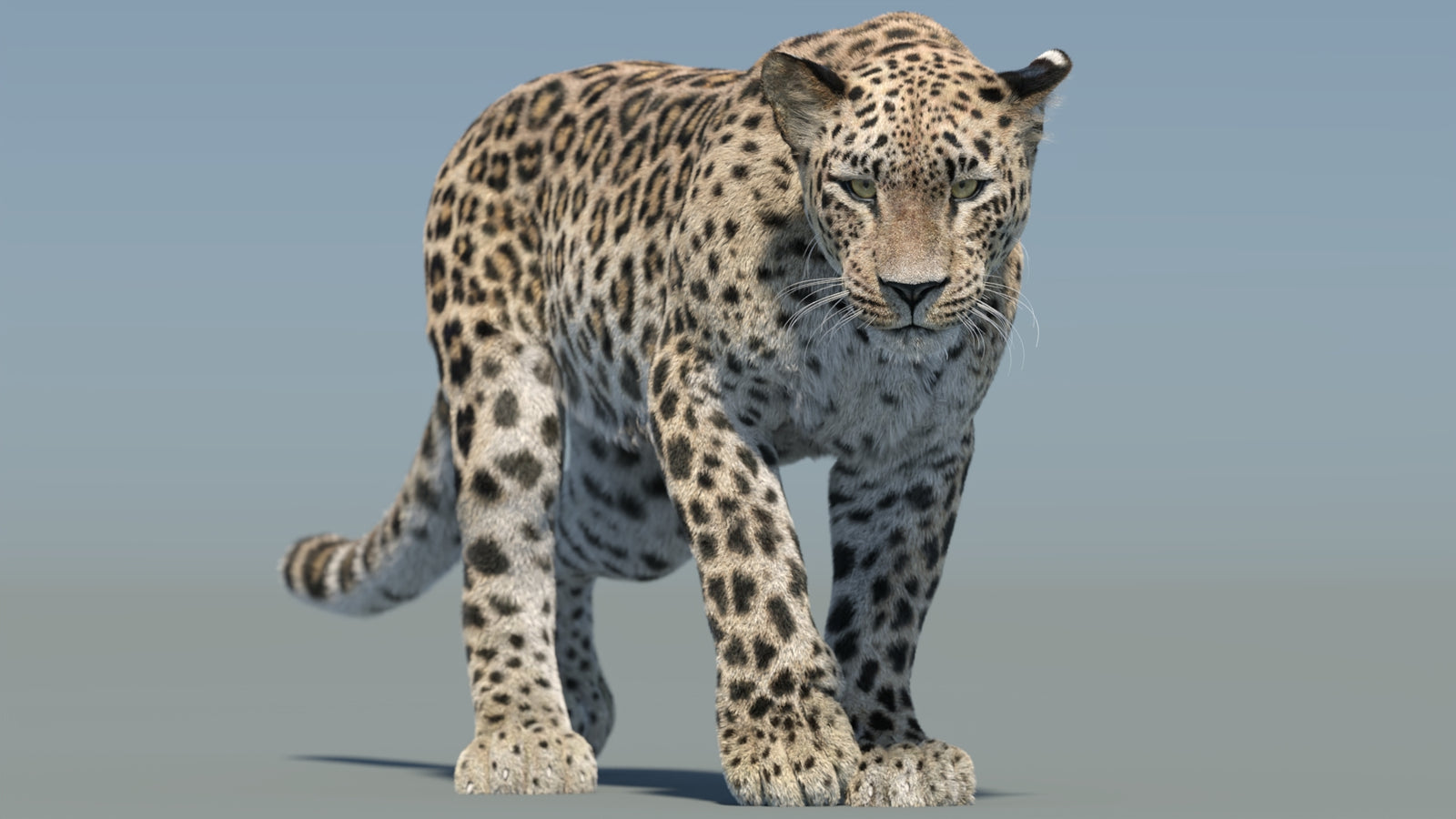 Persian Leopard 3D Model Animated Fur 360° view 2 frame 2