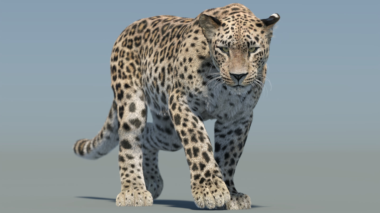 Persian Leopard 3D Model Animated Fur 360° view 2 frame 3