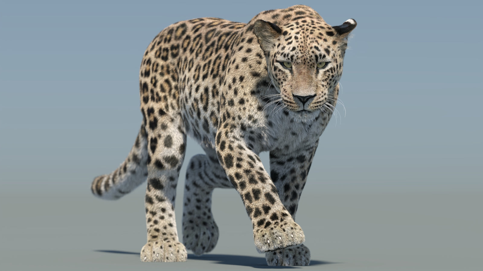 Persian Leopard 3D Model Animated Fur 360° view 2 frame 5