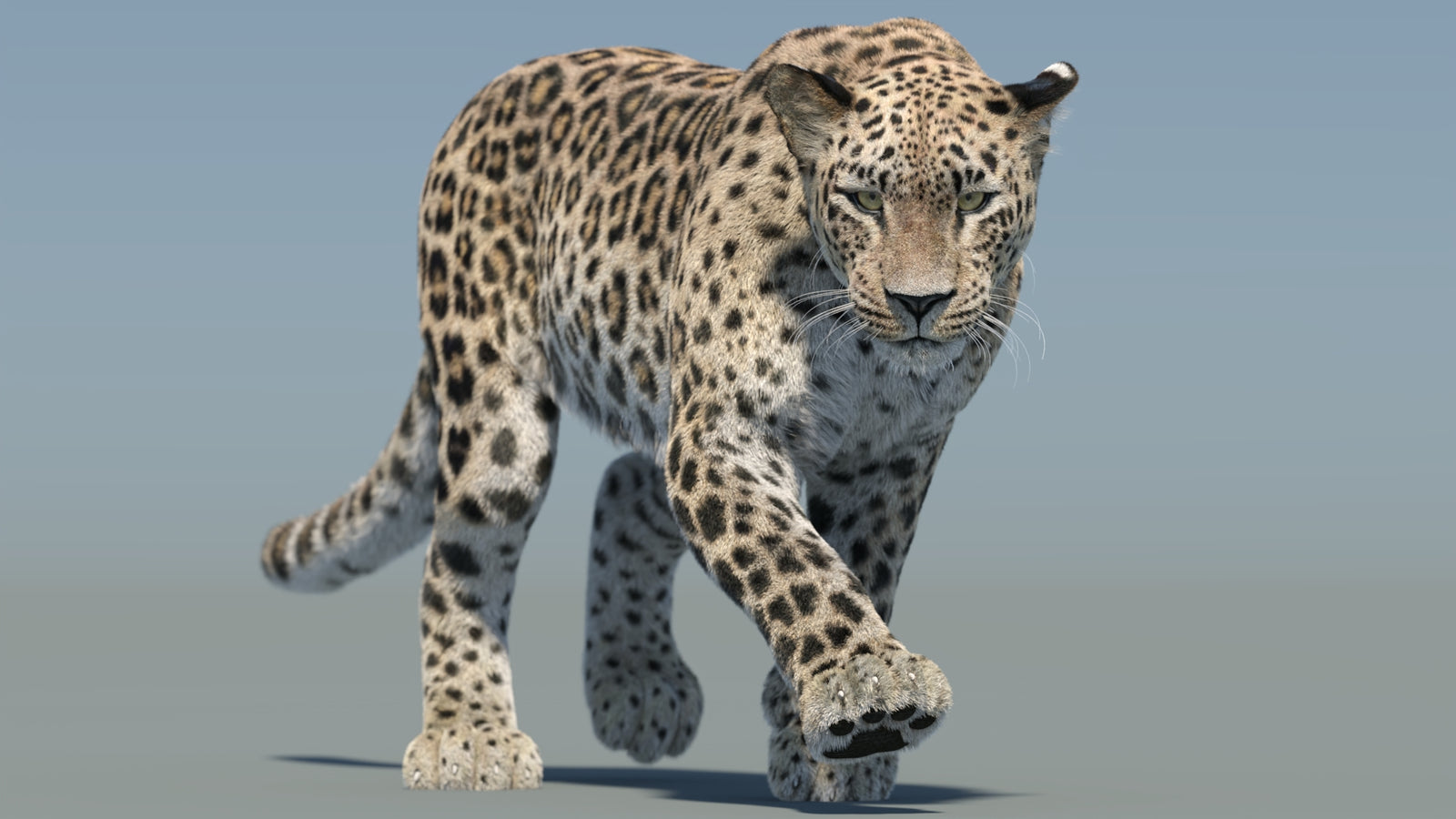 Persian Leopard 3D Model Animated Fur 360° view 2 frame 6