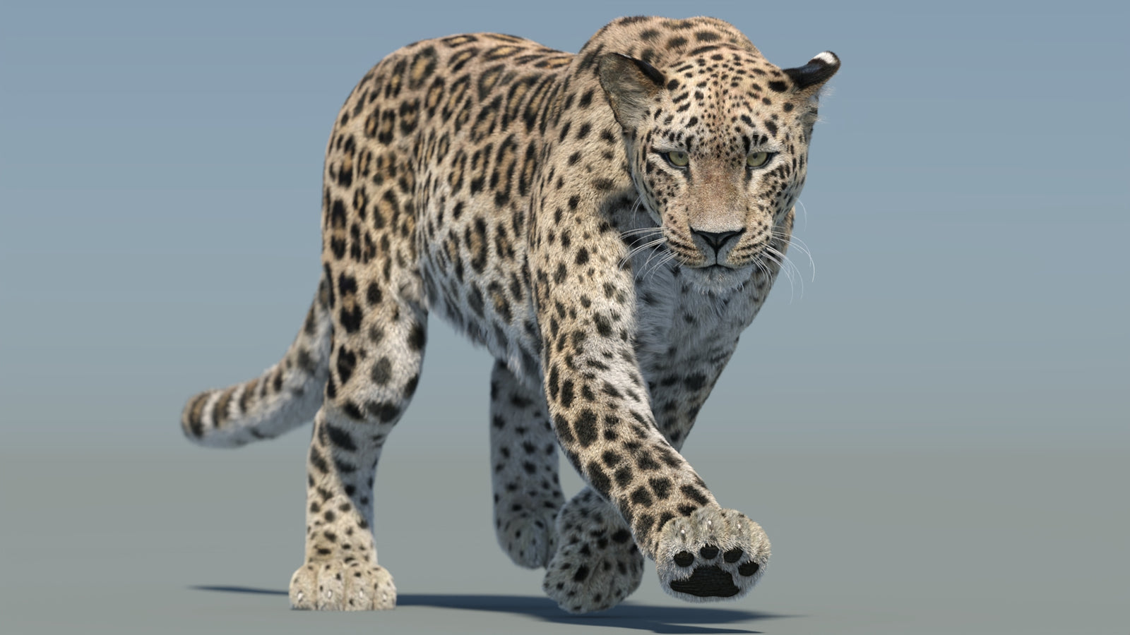 Persian Leopard 3D Model Animated Fur 360° view 2 frame 9