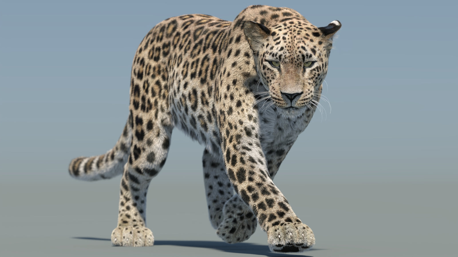 Persian Leopard 3D Model Animated Fur 360° view 2 frame 11