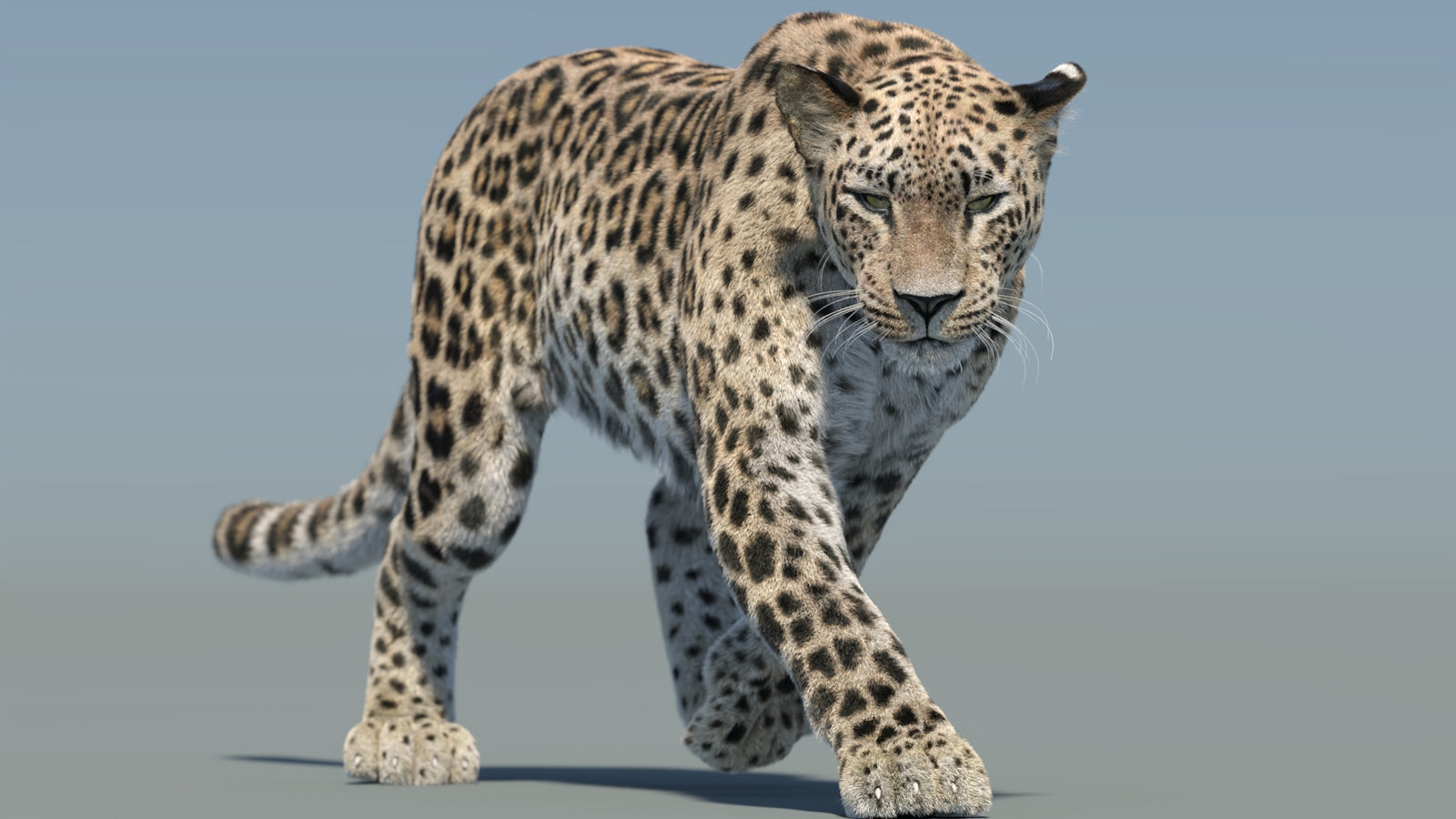Persian Leopard 3D Model Animated Fur 360° view 2 frame 12