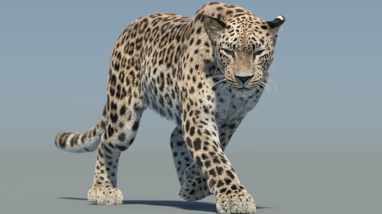 Persian Leopard 3D Model Animated Fur 360° view 2 frame 13