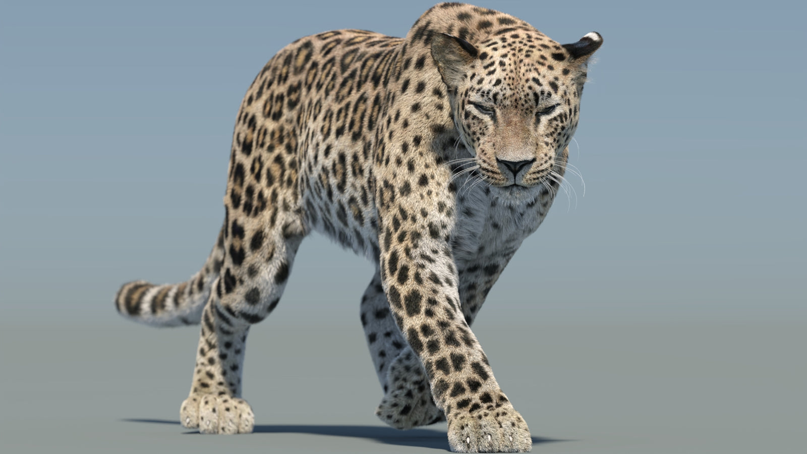 Persian Leopard 3D Model Animated Fur 360° view 2 frame 14