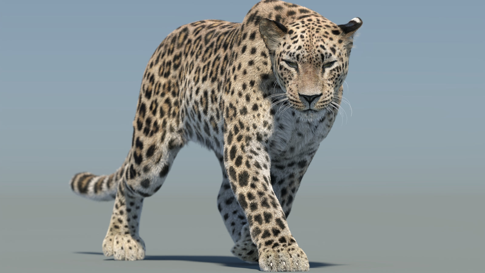 Persian Leopard 3D Model Animated Fur 360° view 2 frame 15