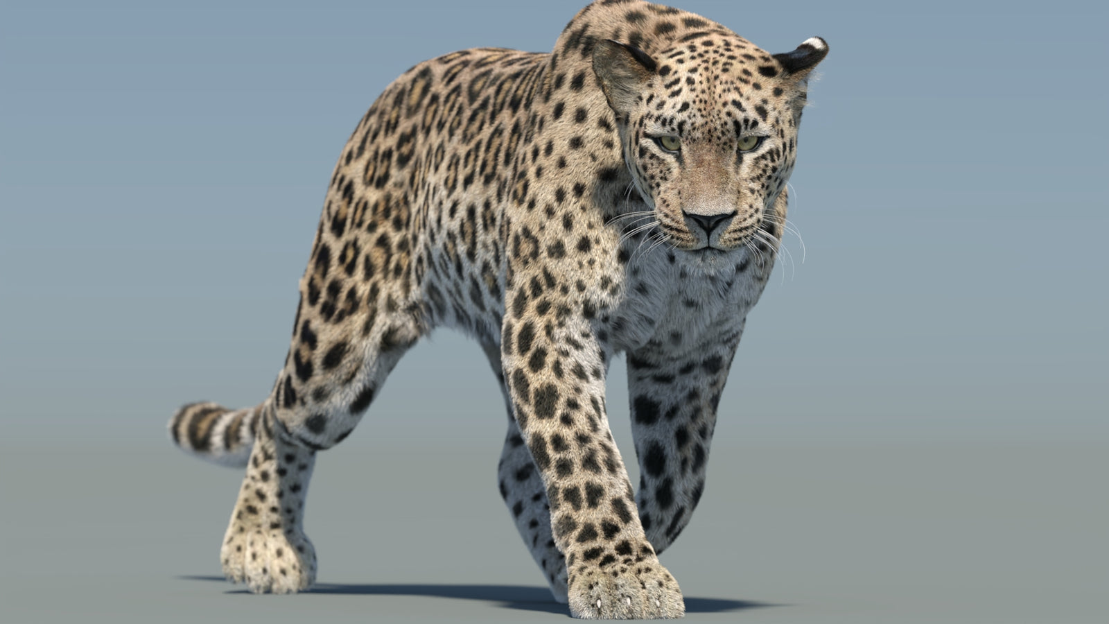 Persian Leopard 3D Model Animated Fur 360° view 2 frame 17