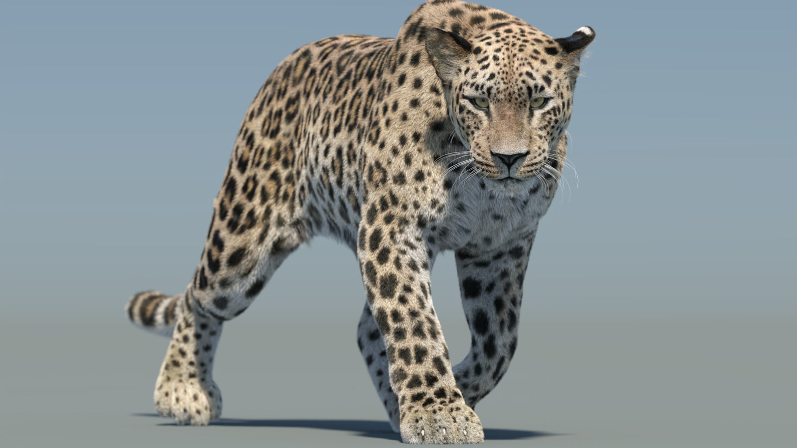 Persian Leopard 3D Model Animated Fur 360° view 2 frame 18