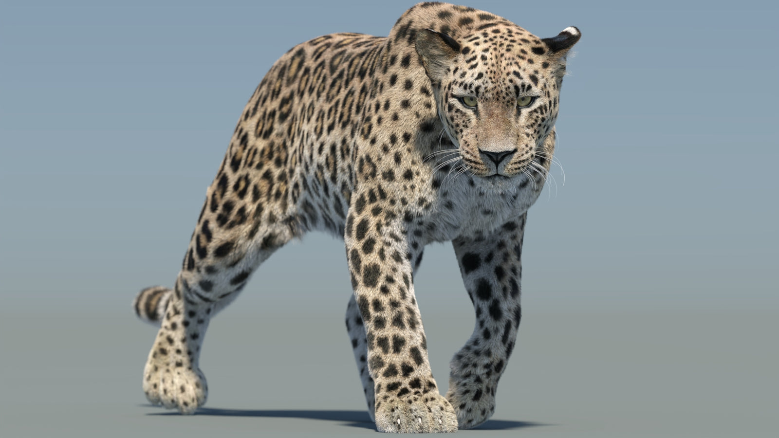 Persian Leopard 3D Model Animated Fur 360° view 2 frame 20