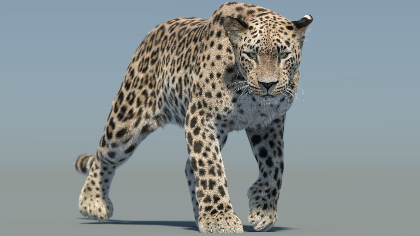 Persian Leopard 3D Model Animated Fur 360° view 2 frame 21