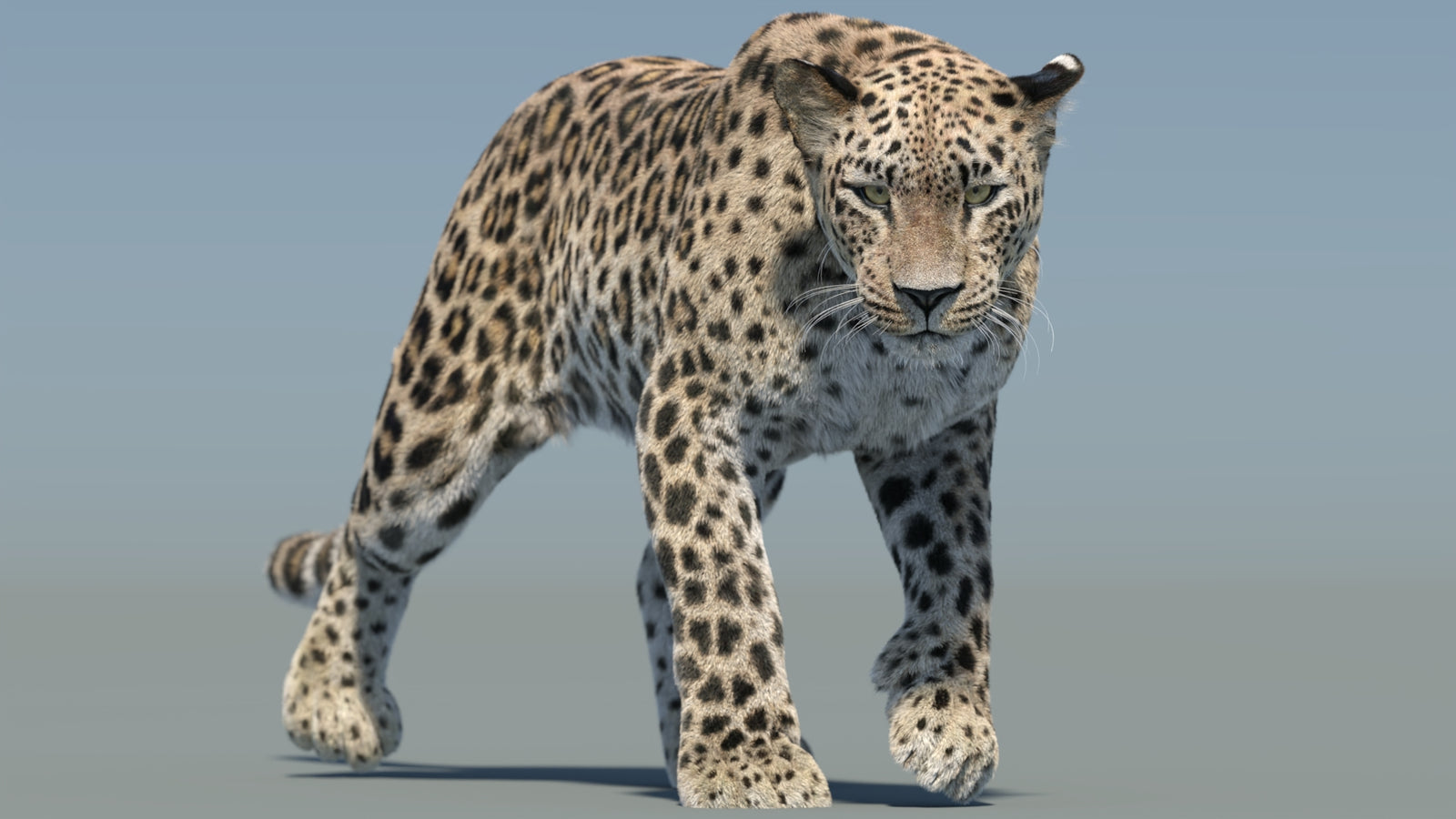 Persian Leopard 3D Model Animated Fur 360° view 2 frame 22