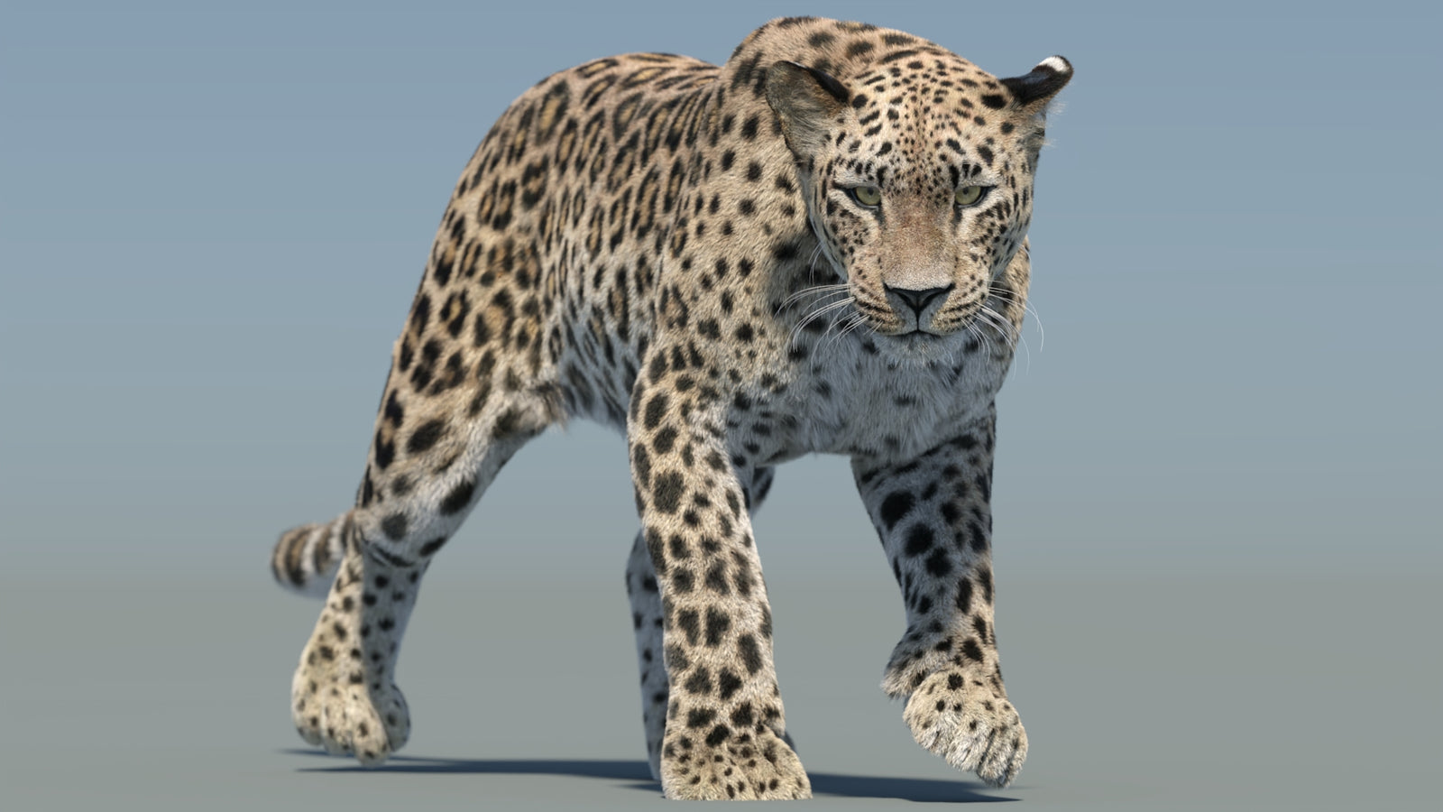 Persian Leopard 3D Model Animated Fur 360° view 2 frame 23