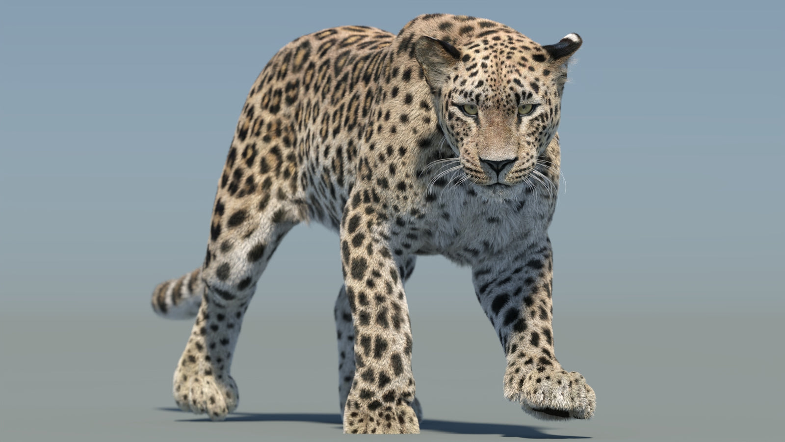 Persian Leopard 3D Model Animated Fur 360° view 2 frame 24