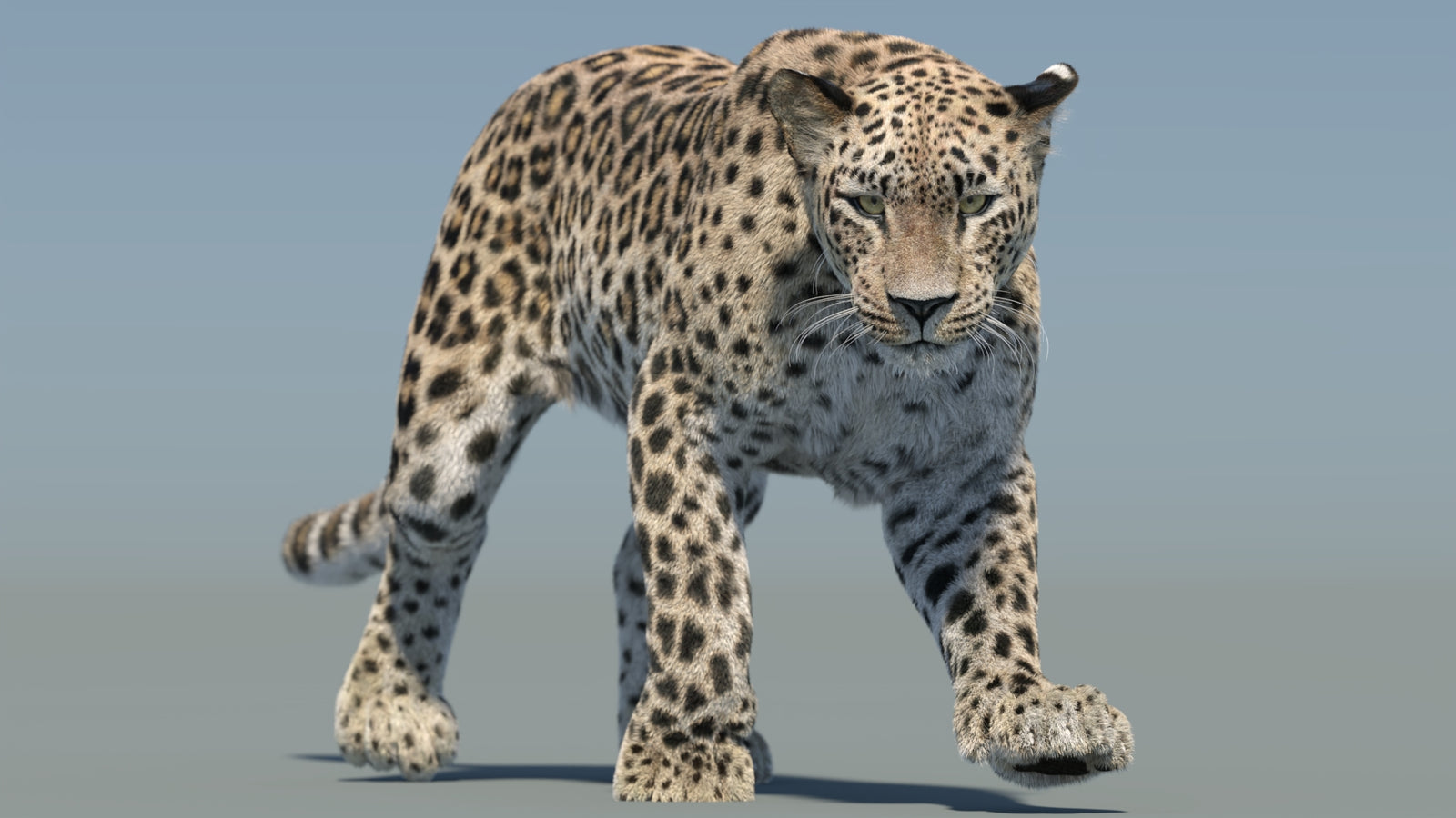 Persian Leopard 3D Model Animated Fur 360° view 2 frame 25