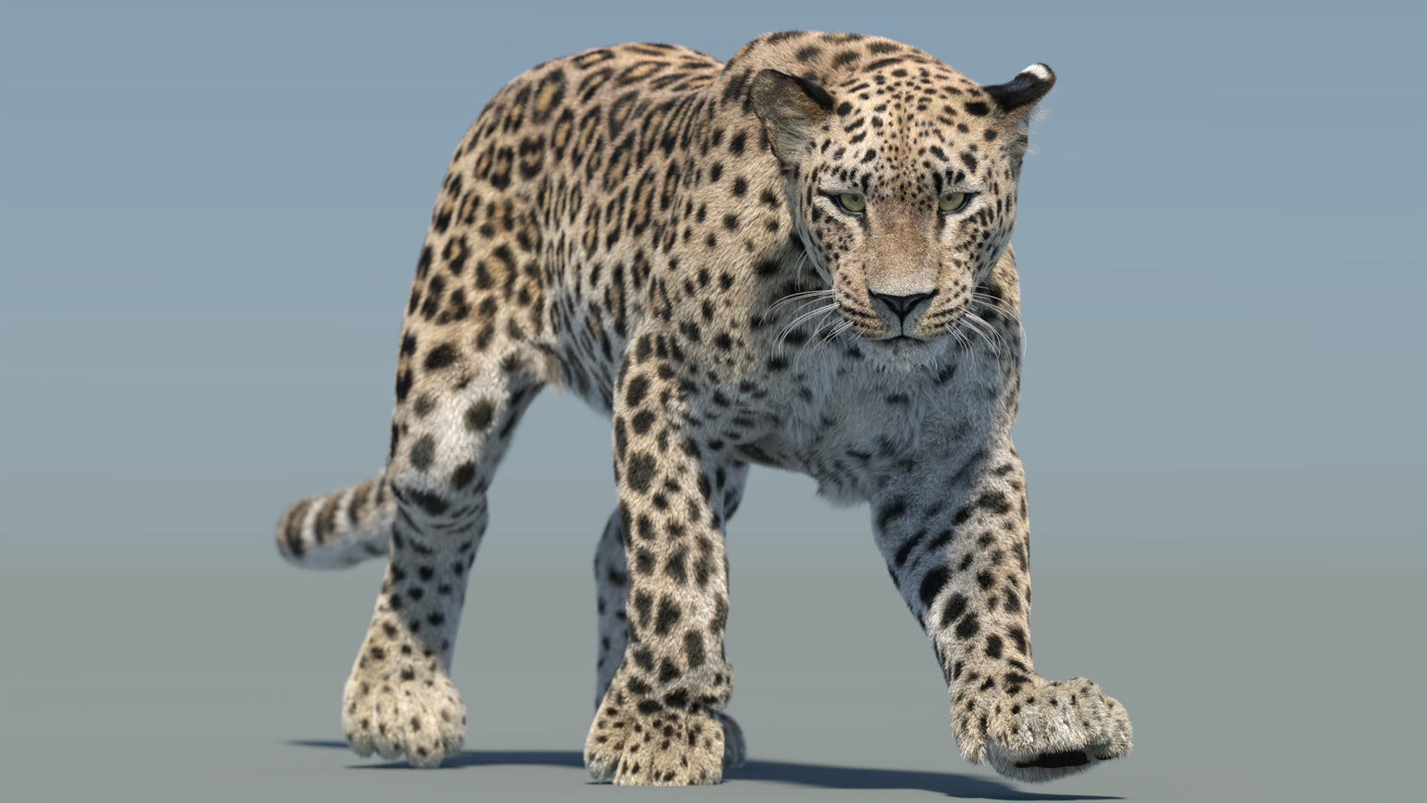 Persian Leopard 3D Model Animated Fur 360° view 2 frame 26