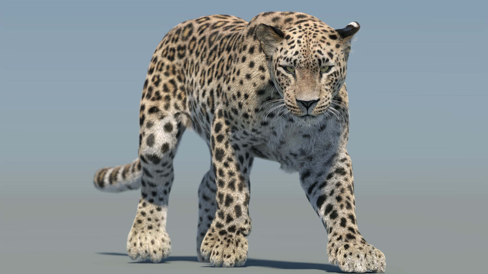 Persian Leopard 3D Model Animated Fur 360° view 2 frame 28
