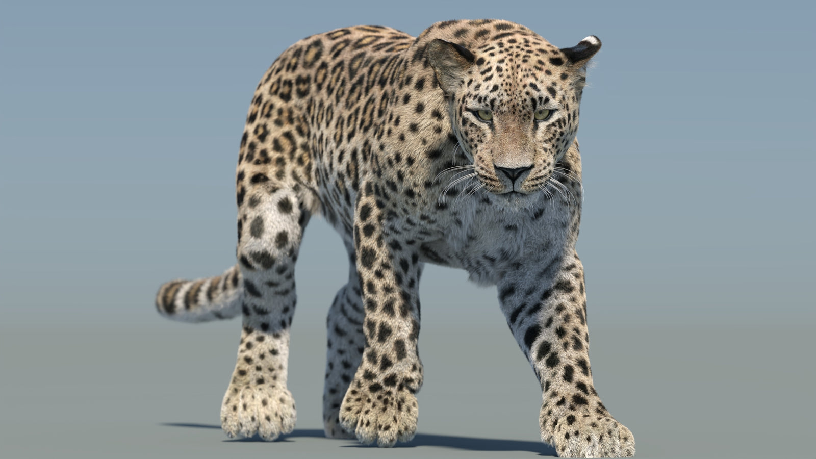 Persian Leopard 3D Model Animated Fur 360° view 2 frame 29