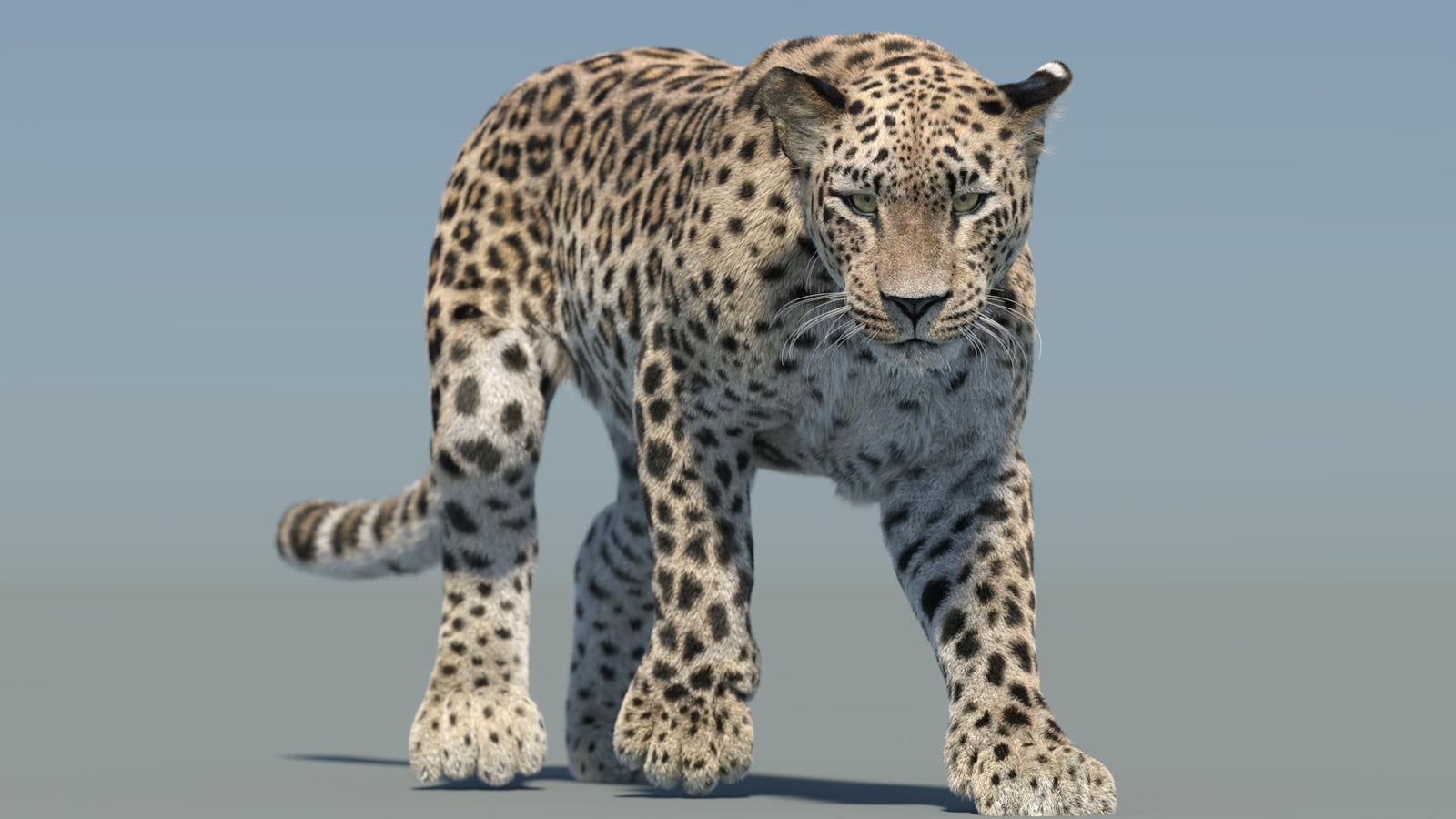 Persian Leopard 3D Model Animated Fur 360° view 2 frame 30