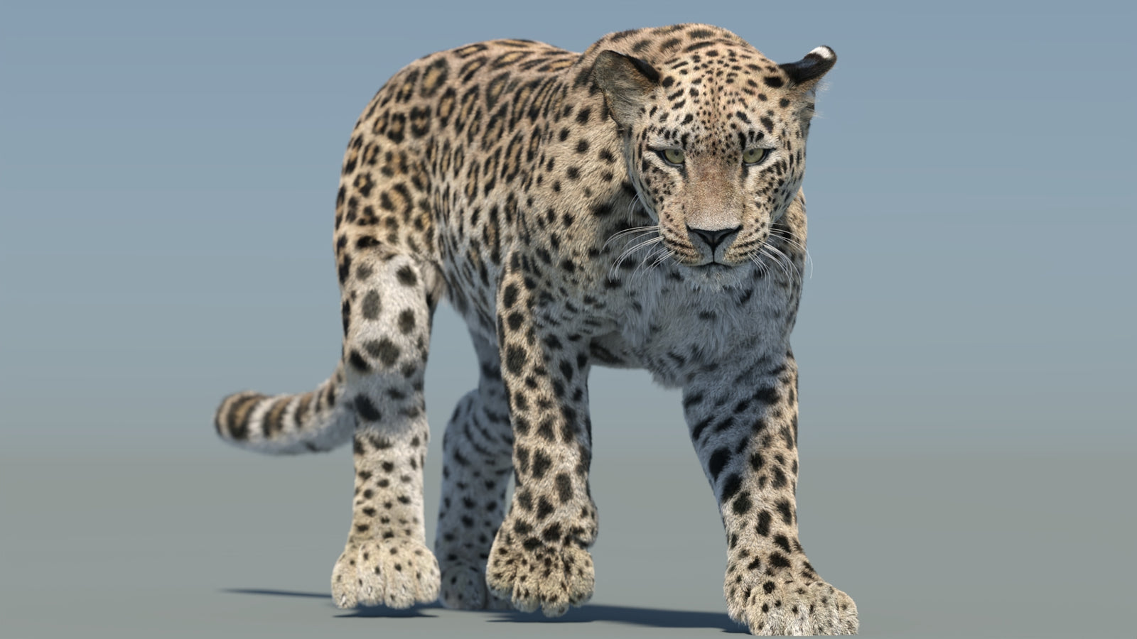 Persian Leopard 3D Model Animated Fur 360° view 2 frame 31
