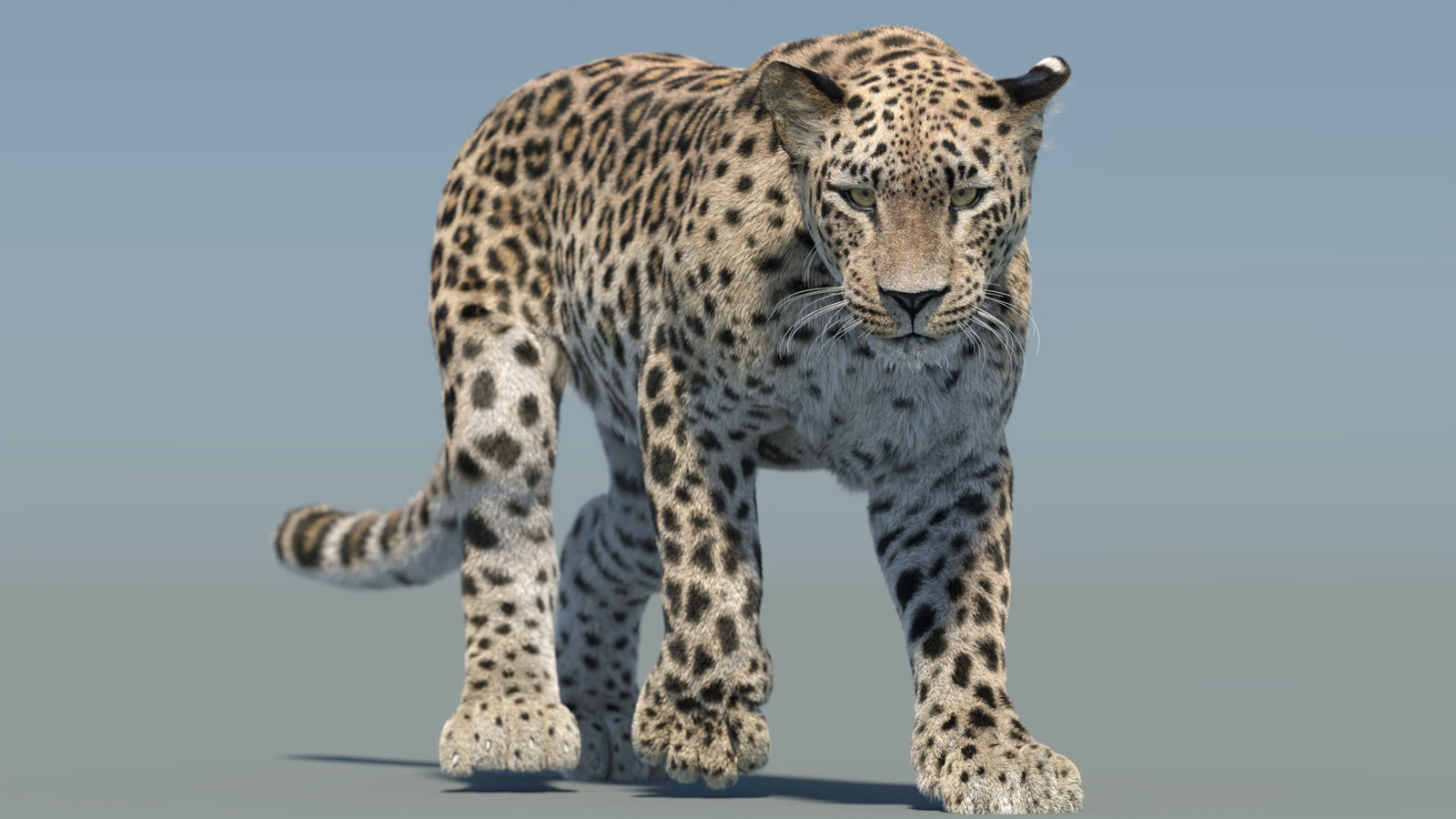 Persian Leopard 3D Model Animated Fur 360° view 2 frame 32