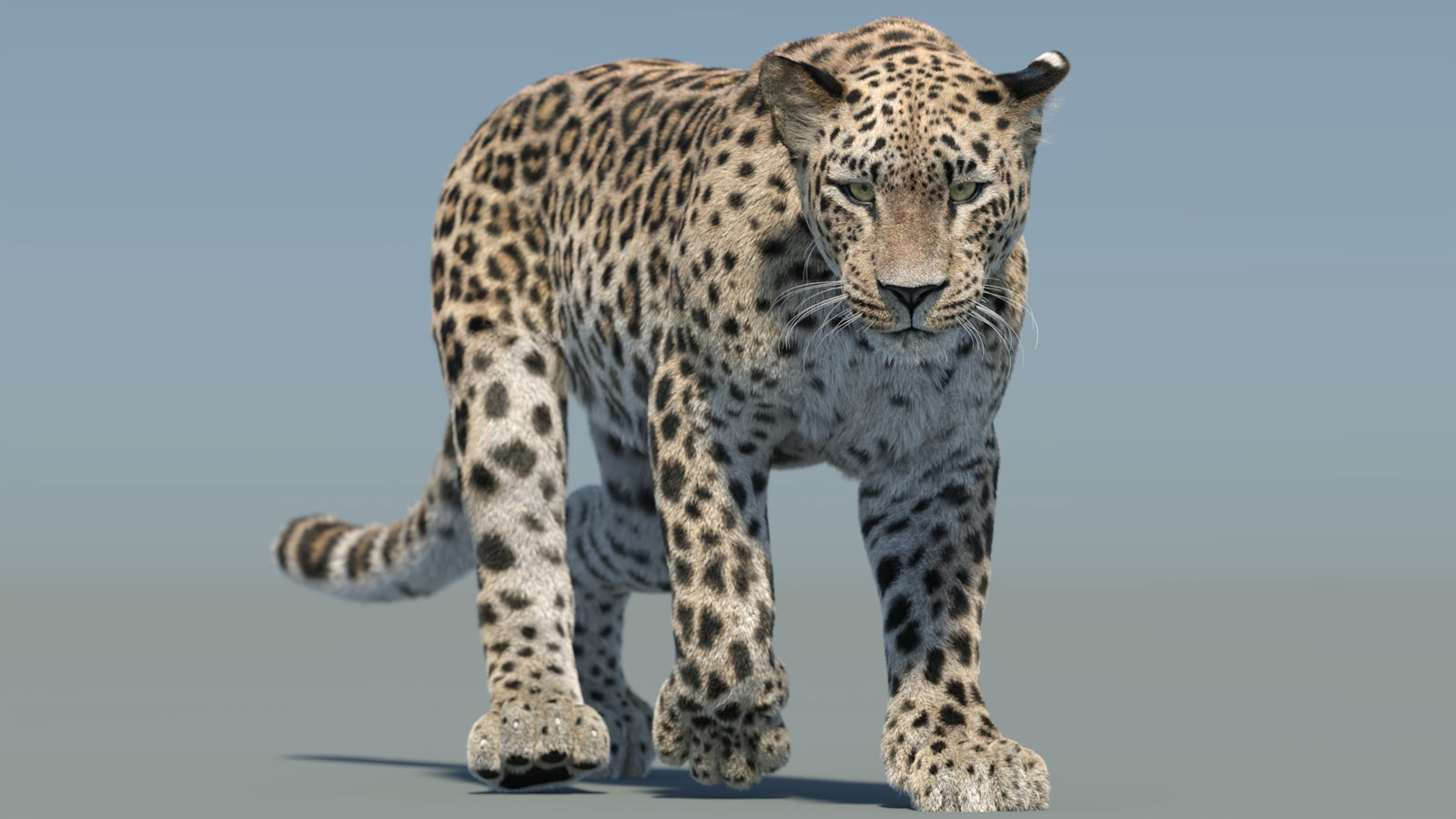 Persian Leopard 3D Model Animated Fur 360° view 2 frame 33