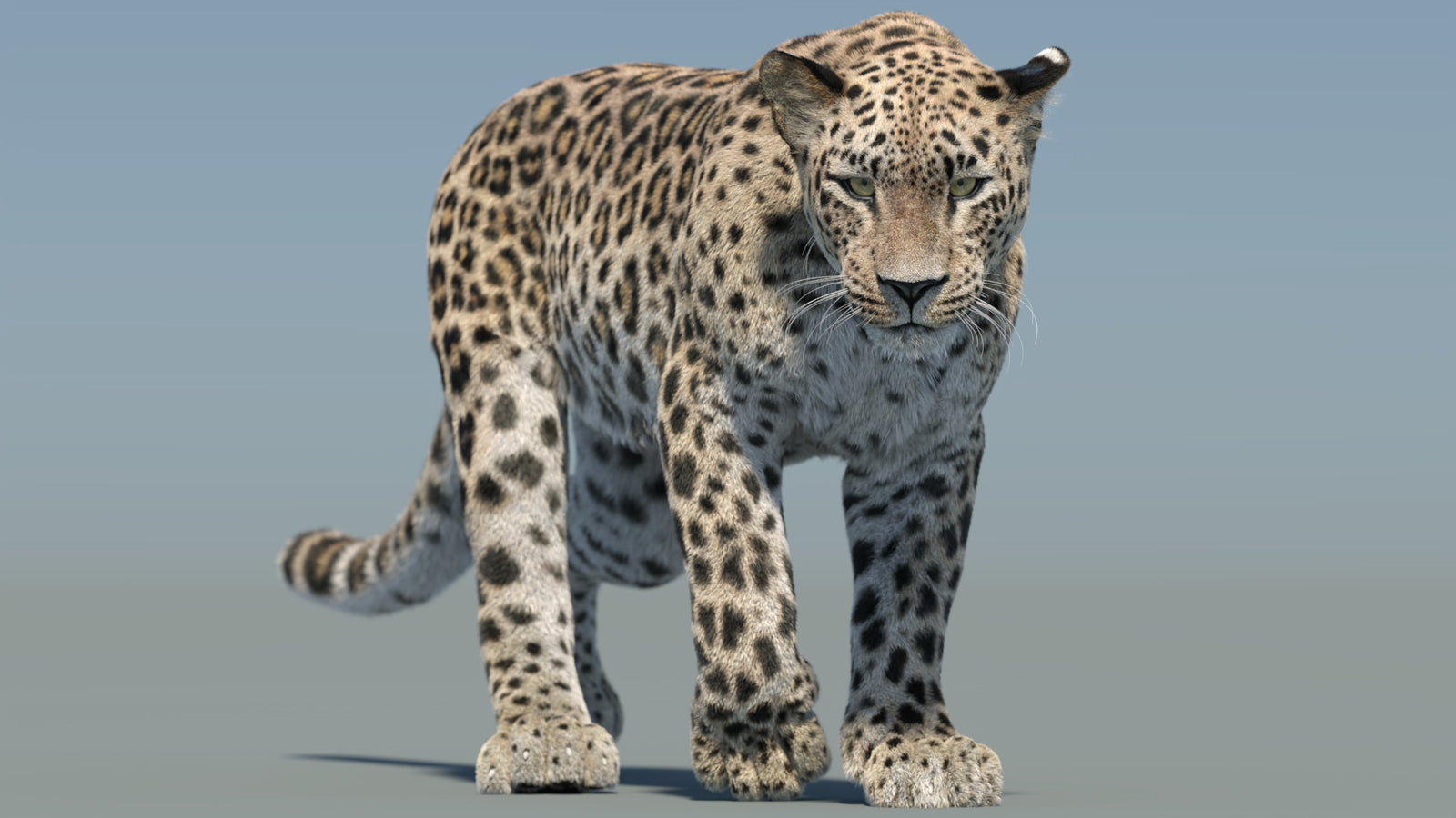 Persian Leopard 3D Model Animated Fur 360° view 2 frame 36