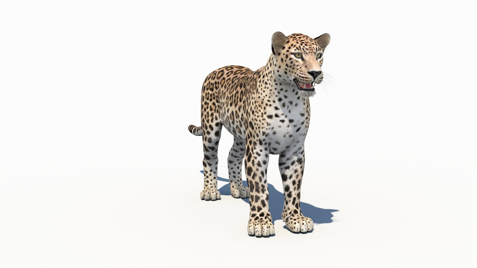 페르시아 표범 3D 모델 360° view 1 frame 2