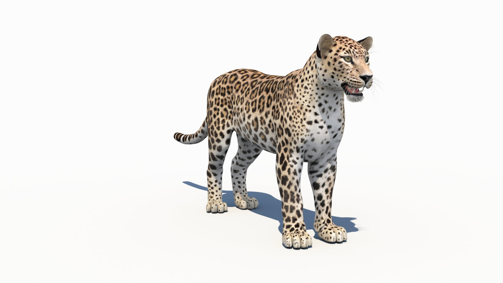 페르시아 표범 3D 모델 360° view 1 frame 3