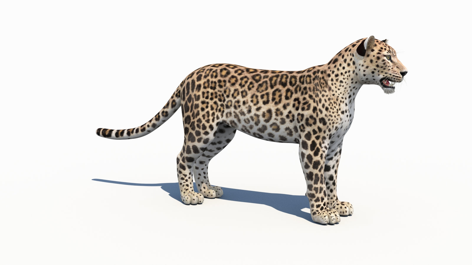 페르시아 표범 3D 모델 360° view 1 frame 6