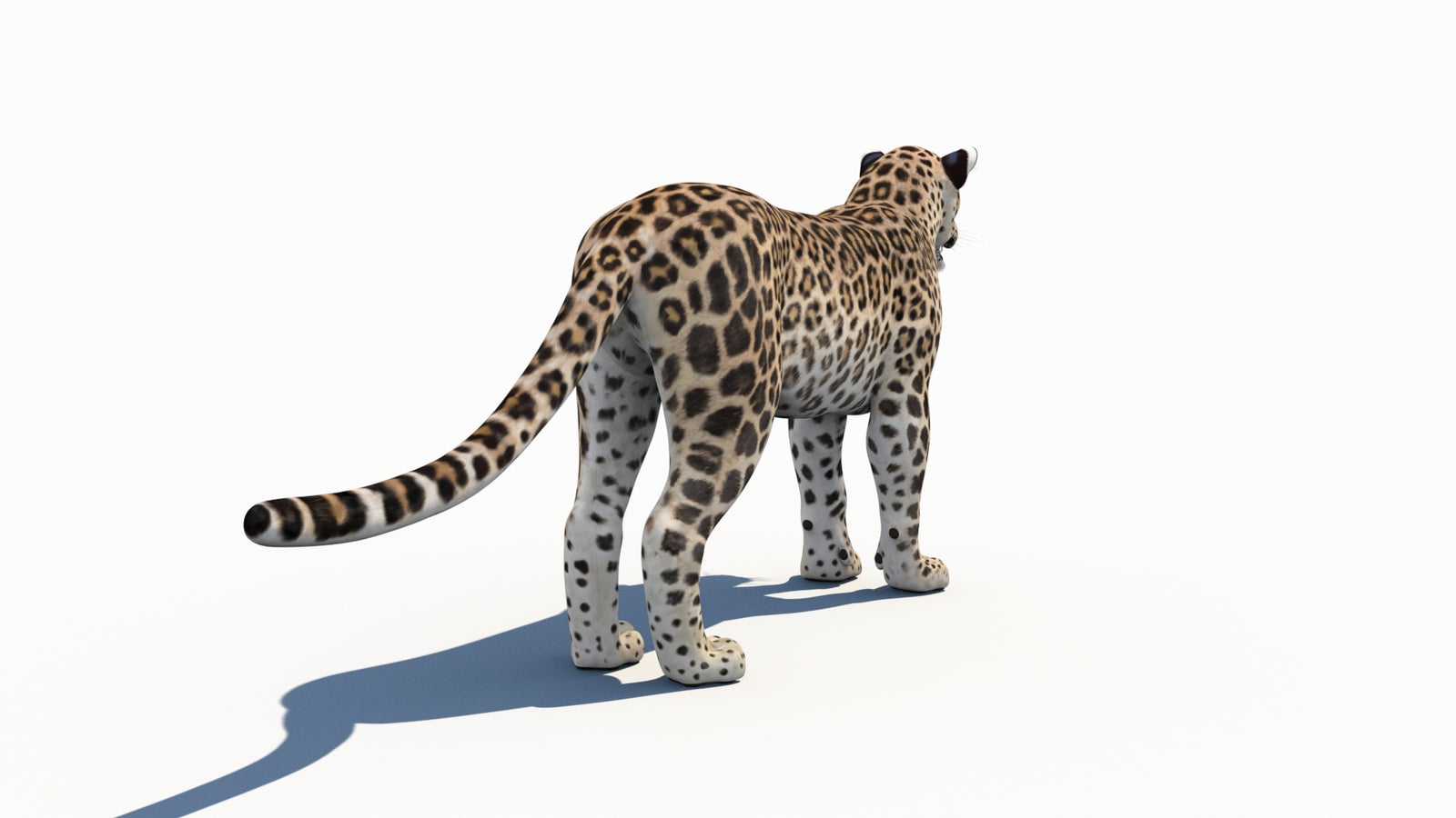 페르시아 표범 3D 모델 360° view 1 frame 15