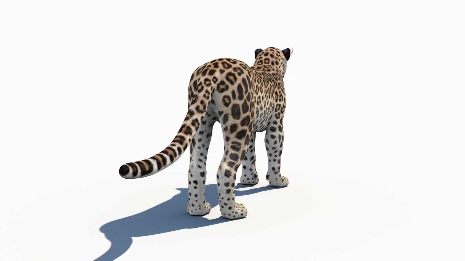 페르시아 표범 3D 모델 360° view 1 frame 16
