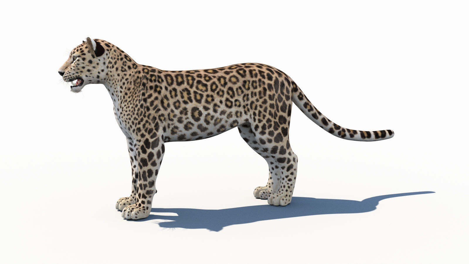 페르시아 표범 3D 모델 360° view 1 frame 29